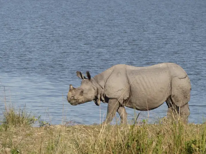 Rhino in Kaziranga TR AJTJ