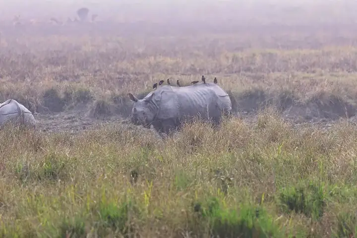 Rhino of Kaziranga National Park