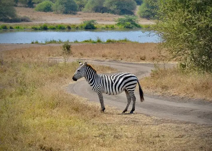Standing zebra at Nairobi National Park