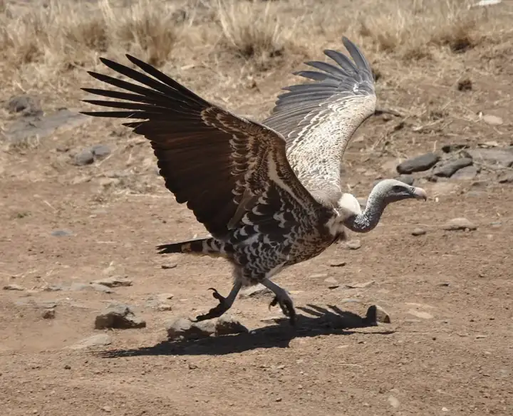 Gyps rueppellii -Nairobi National Park