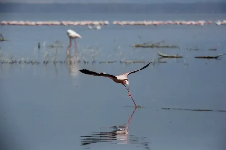 Lake Nakuru National Park - Lesser Flamingo