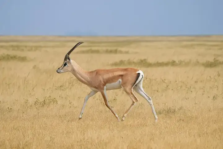 Grant's gazelle in the Serengeti National Park Photo by Giles Laurent
