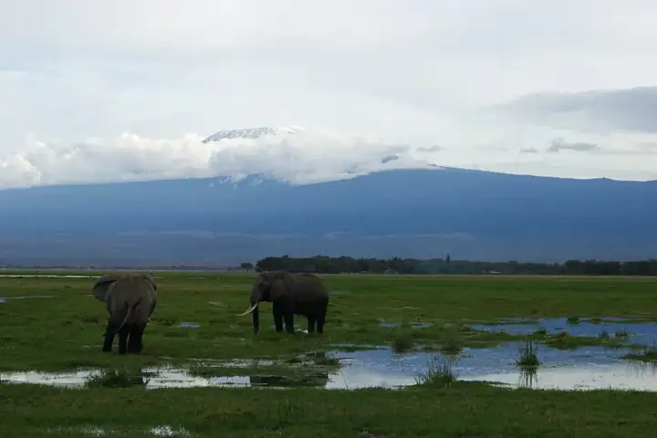 Amboseli Park - Kilimanjaro elephant