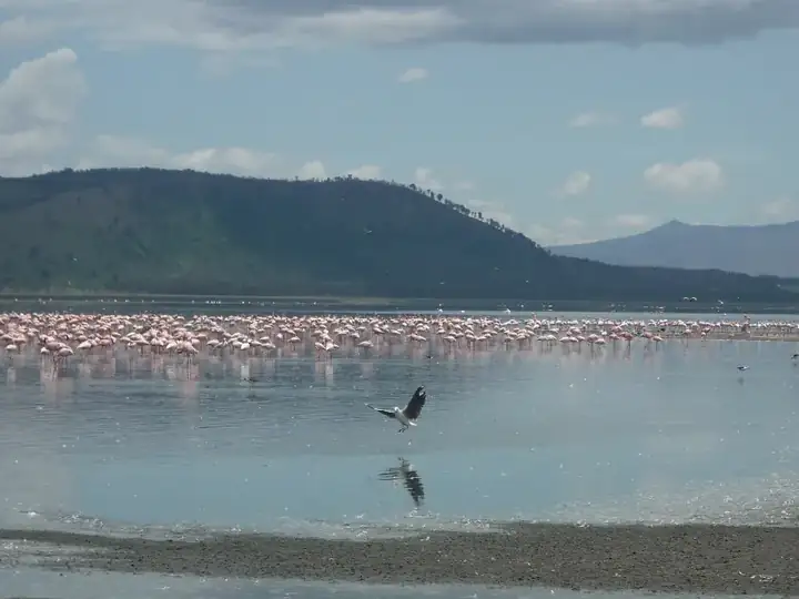 Lake nakuru flamingo