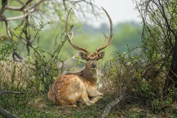 Chital in Keoladeo National Park Photo by Giles Laurent