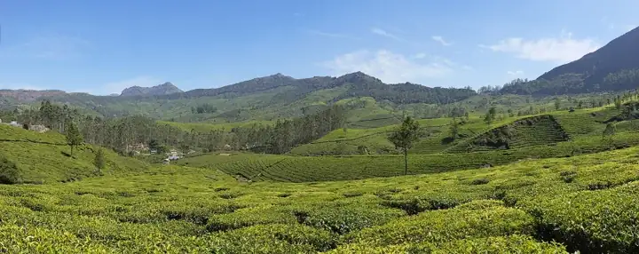 Munnar - Lockhart tea plantation