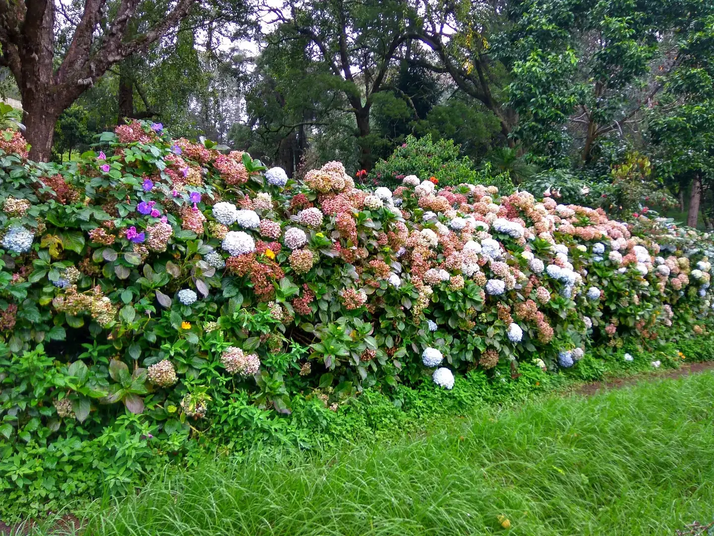 Flowers at Bryant Park Kodaikanal, India