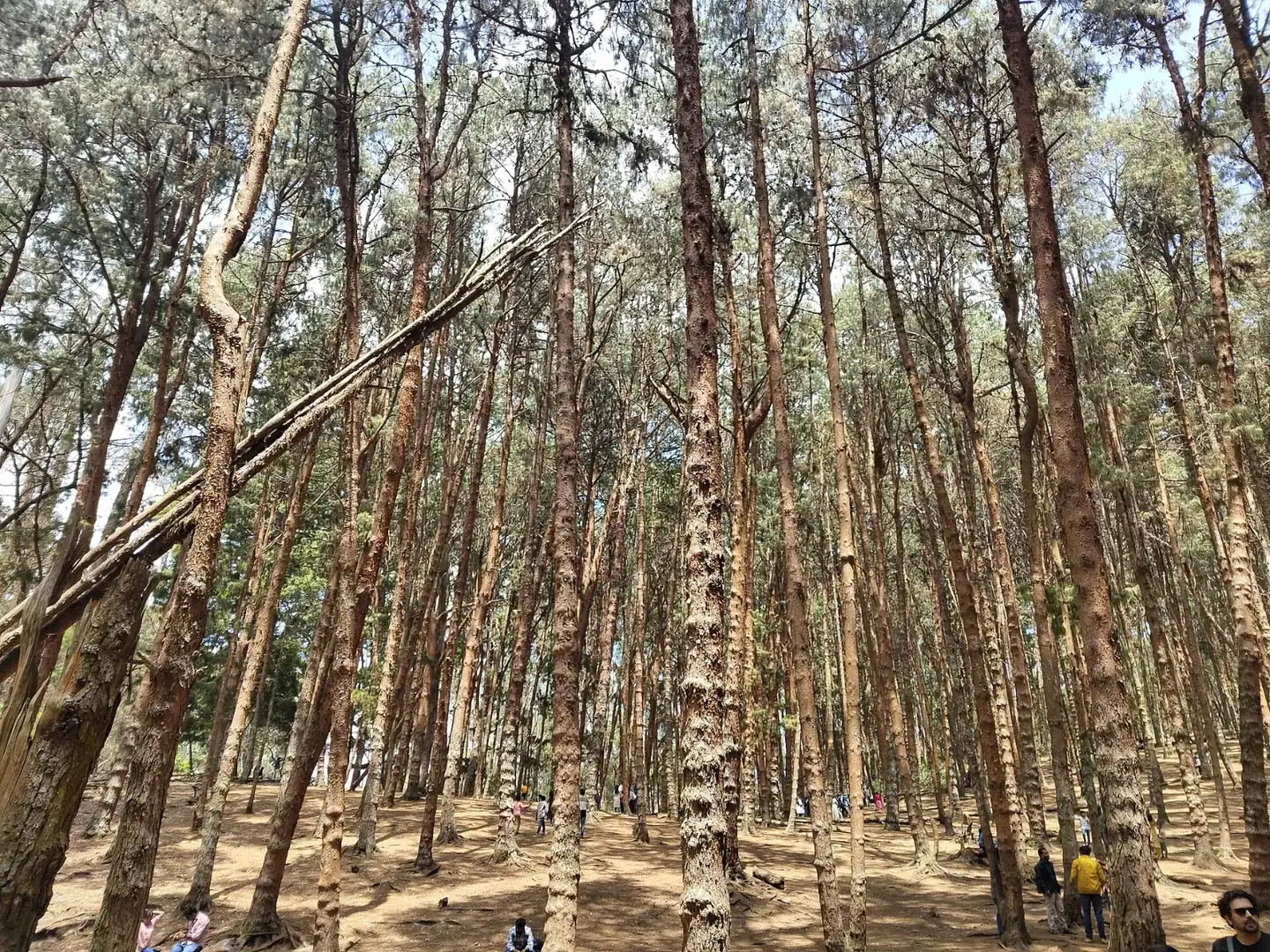 Pine trees, Kodaikanal