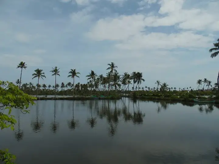 Kumbalangi backwater