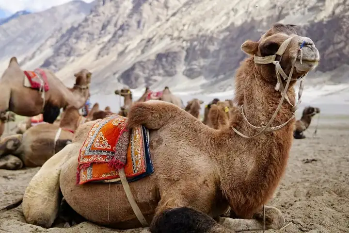 Bactrian camels at Hunder sand dunes Ladakh