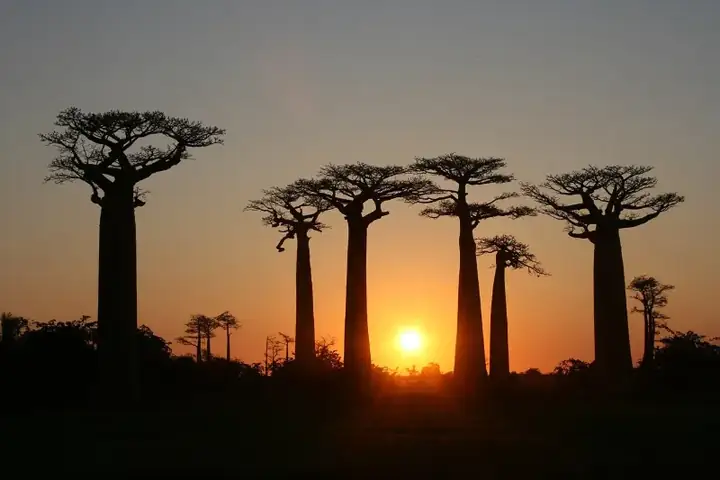 Avenue of the Baobabs at Sunset