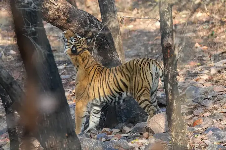 Bengal tiger marking its territory in Ranthambore National Park Photo by Giles Laurent