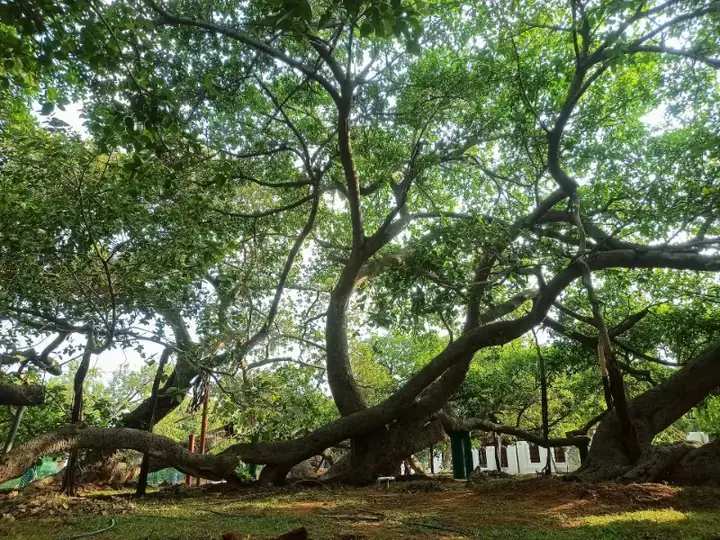 Pillalamarri Banyan Tree Mahabubnagar Telangana India