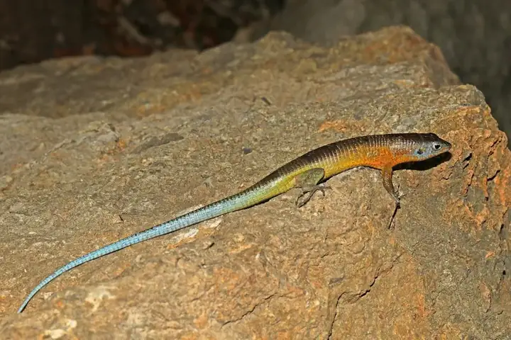 Tsingy plated lizard Ankarana