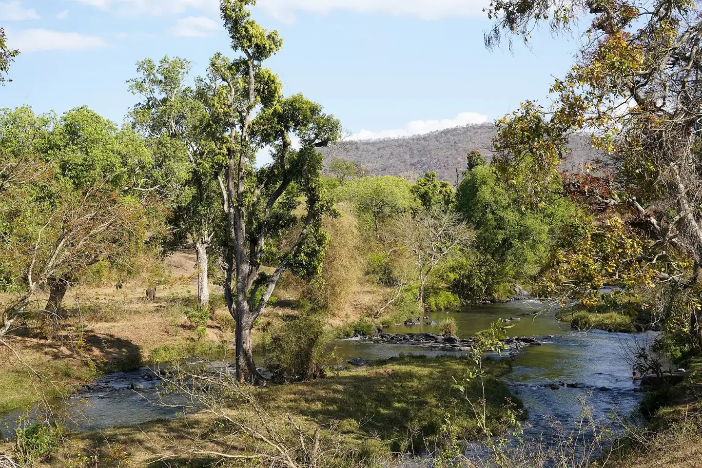 Moyar River Theppakadu