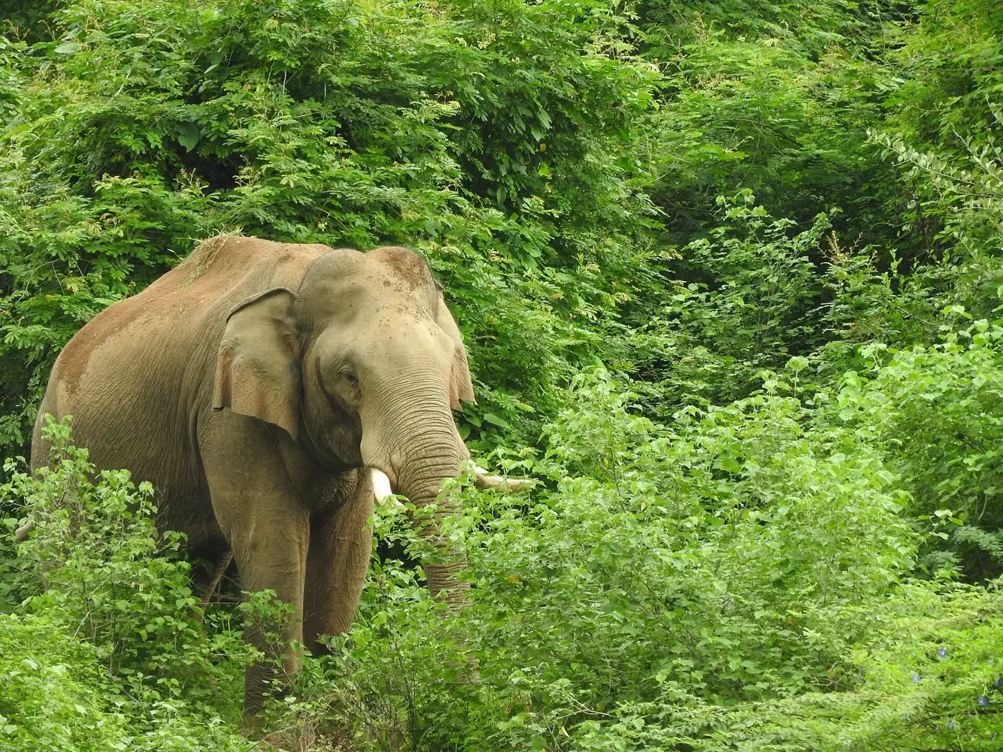 Elephant in Chinnar Wildlife Reserve