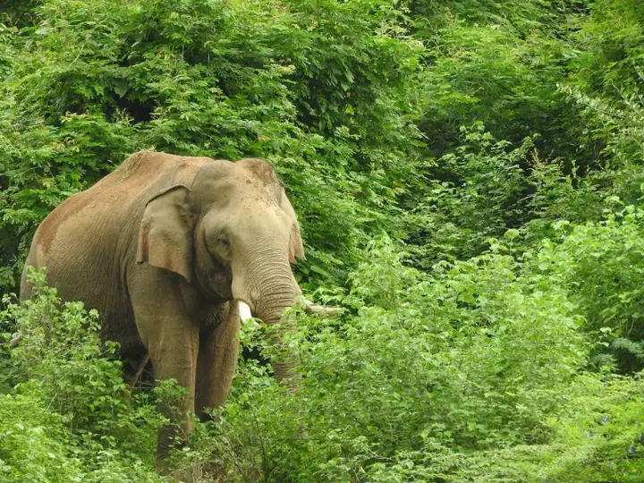 Elephant in Chinnar Wildlife Reserve