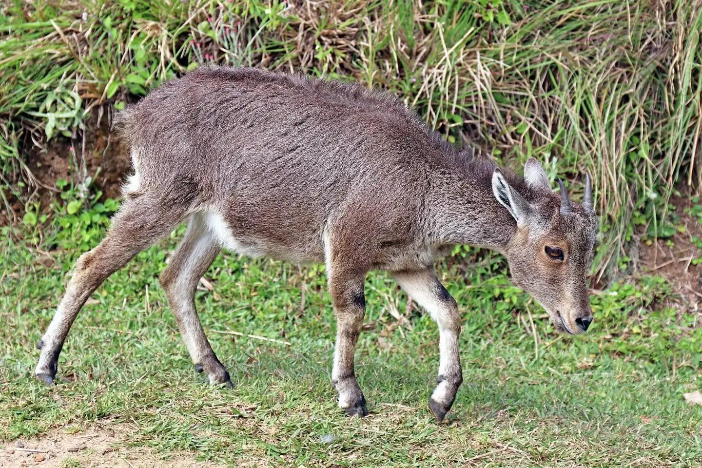 Nilgiri tahr juvenile