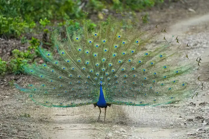 Indian peafowl in Jim Corbett National Park Photo by Giles Laurent
