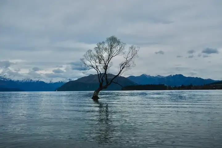 That Wanaka Tree, New Zealand