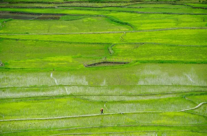 Ziro and its green valley