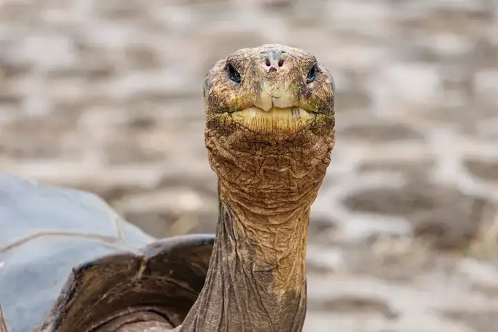Galapagos giant tortoise, head