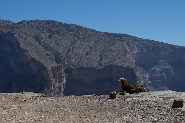 Jebel Shams and goat