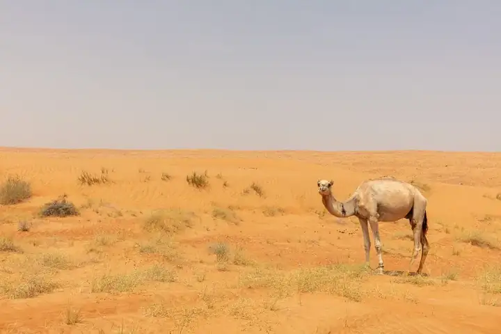 Oman Thrills Tour