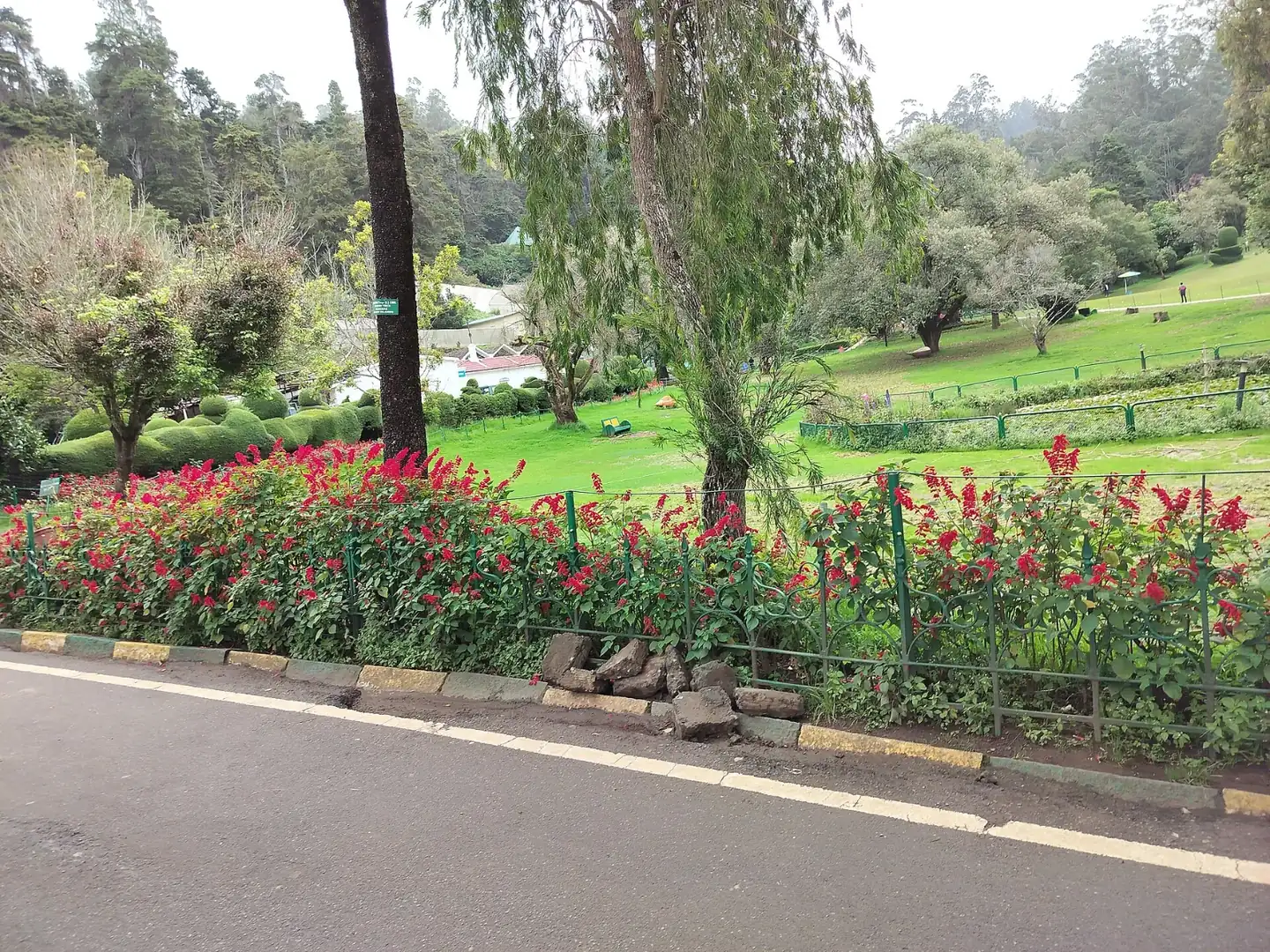 Plants from Government Botanical Garden, Ooty