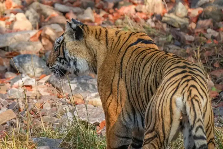 Bengal tiger in Ranthambore National Park Photo by Giles Laurent