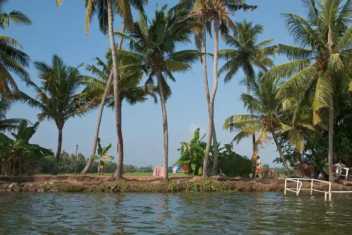 Kerala backwaters, Palm trees, India