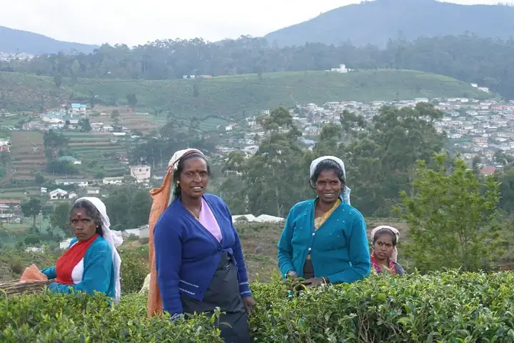 Sri Lanka, Tea plantations near Nuwara Eliya, Tea estate