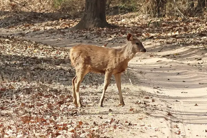 Sambar in Bandhavgarh National Park
