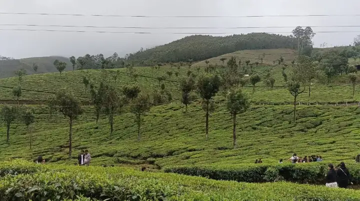Munnar tea in