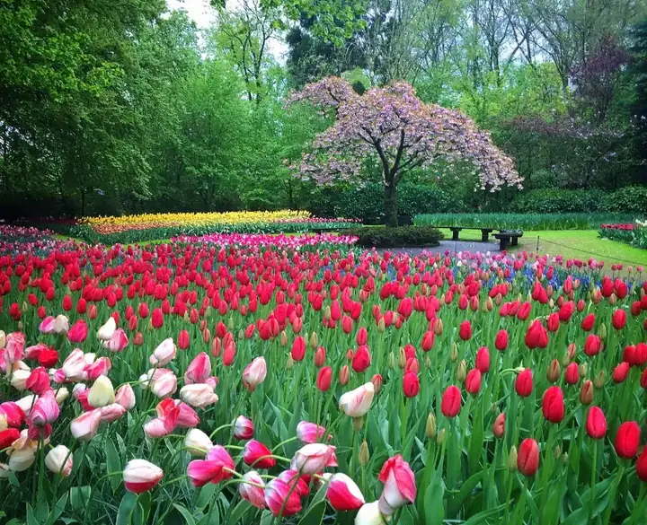 Tulips and tree at Keukenhof gardens