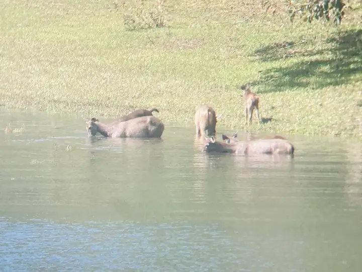 Deers grazing in National Park Periyar - Kerala