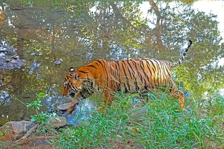 Ranthambore Tiger AJT Johnsingh