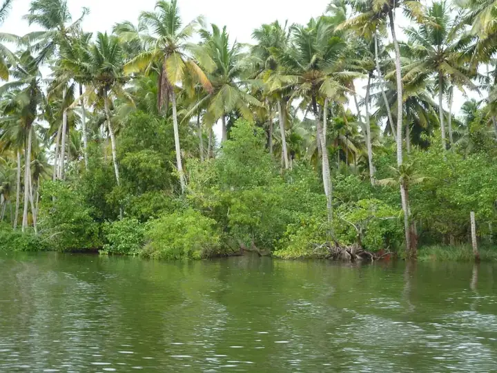 Poovar backwaters view, Kerala, India