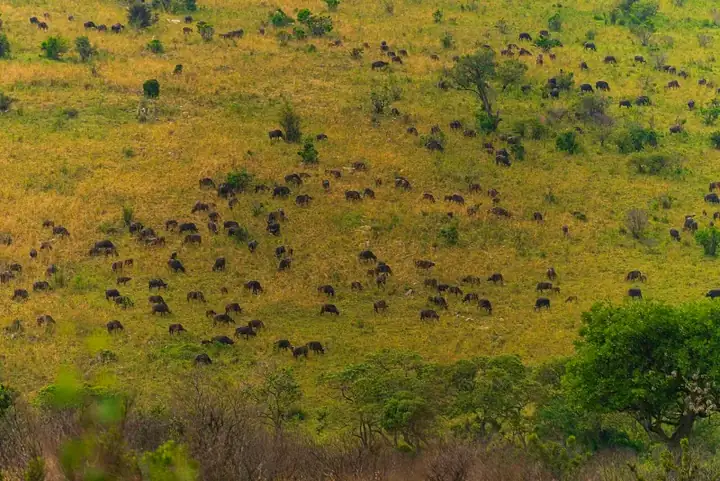 Wildebeest herd on hillside, Maasai Mara, Kenya
