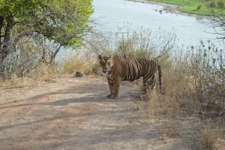 A tiger at Ranthambore National Park