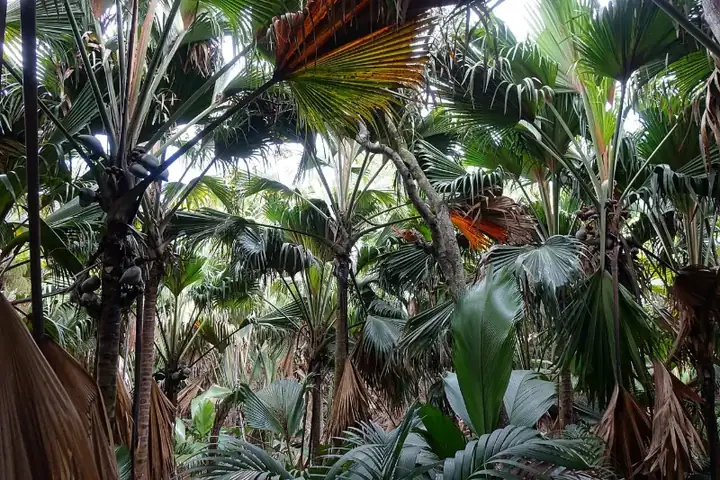 Vallee de Mai