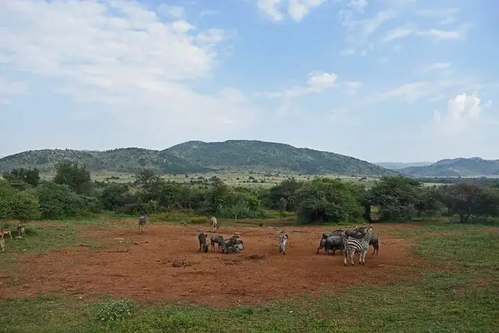 Pilanesberg National Park Animals seen from Pilanesberg Centre
