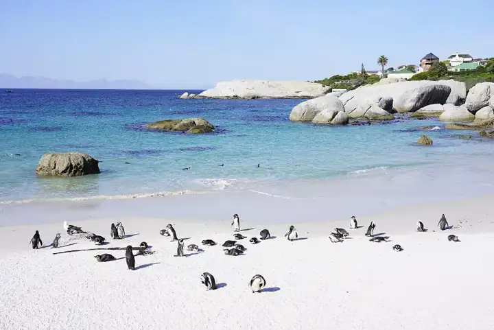 Penguins at Boulders Beach