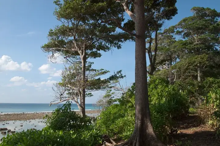 Andaman Islands, Neil, Trees at the beach