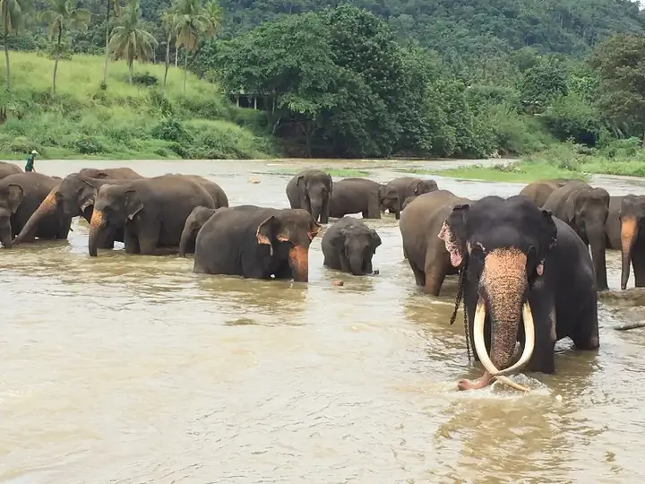 Pinnawala elephant orphanage with tusker