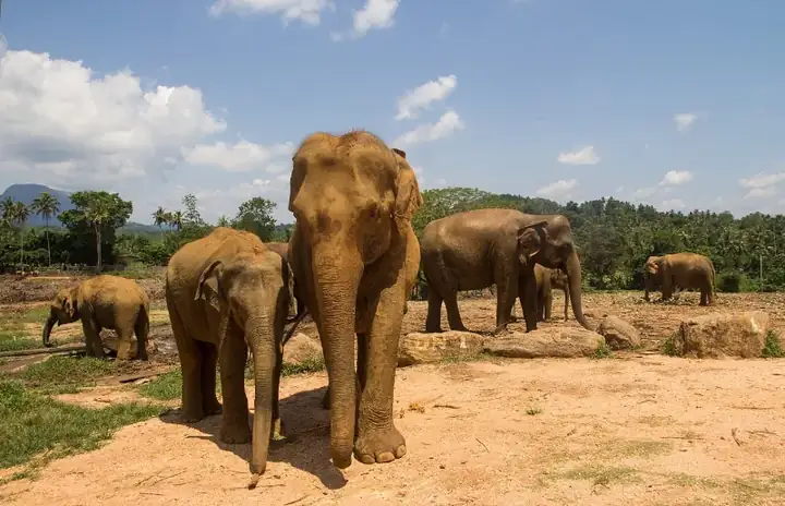 Pinnawala Elephant Orphanage - panoramio