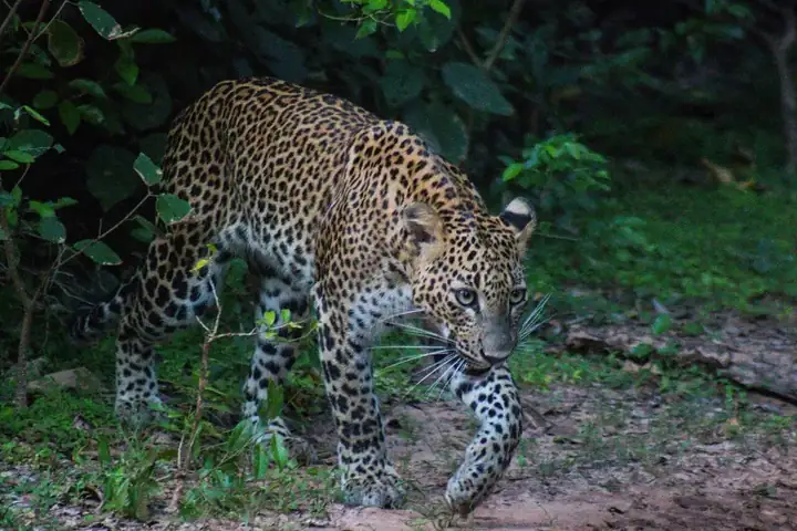 Srilankan leopard in Yala National Park