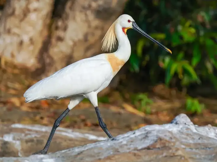 Eurasian Spoonbill Walking Ranganathittu Karnataka