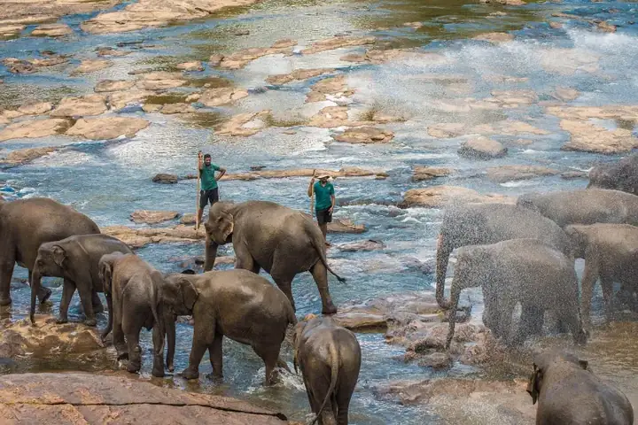 The Pinnawala Elephant Orphanage