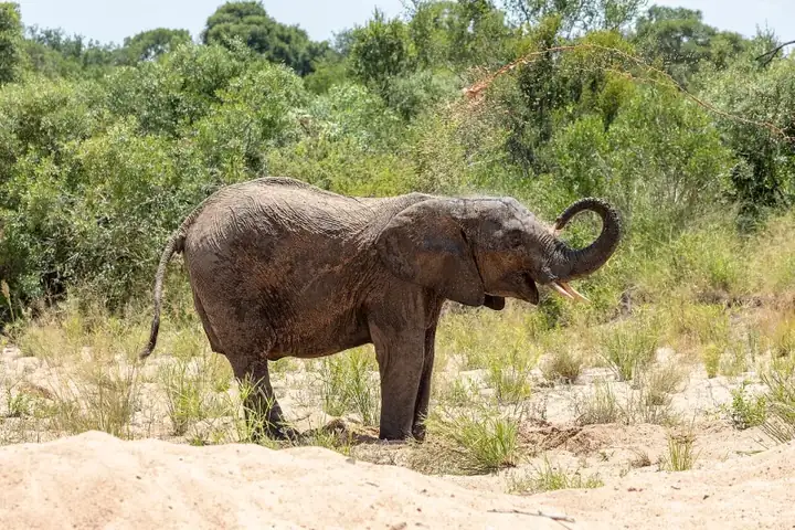 Kruger National Park , Elefant